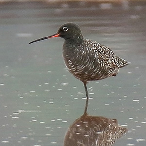 Spotted Redshank